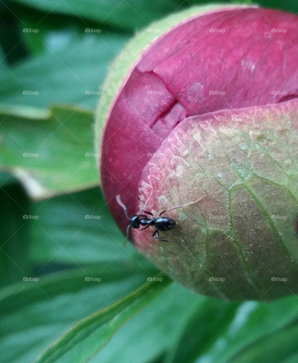 Petunias bud with ant