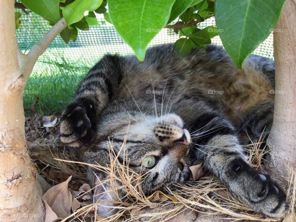 Rascal the Tabby cat relaxing in the garden 