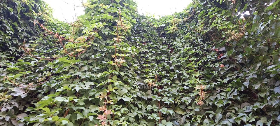 beauty,green, hair, miracle, nature