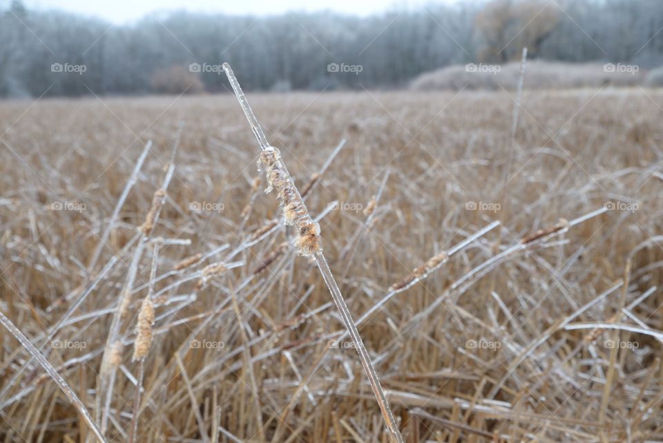 Ice cattail 