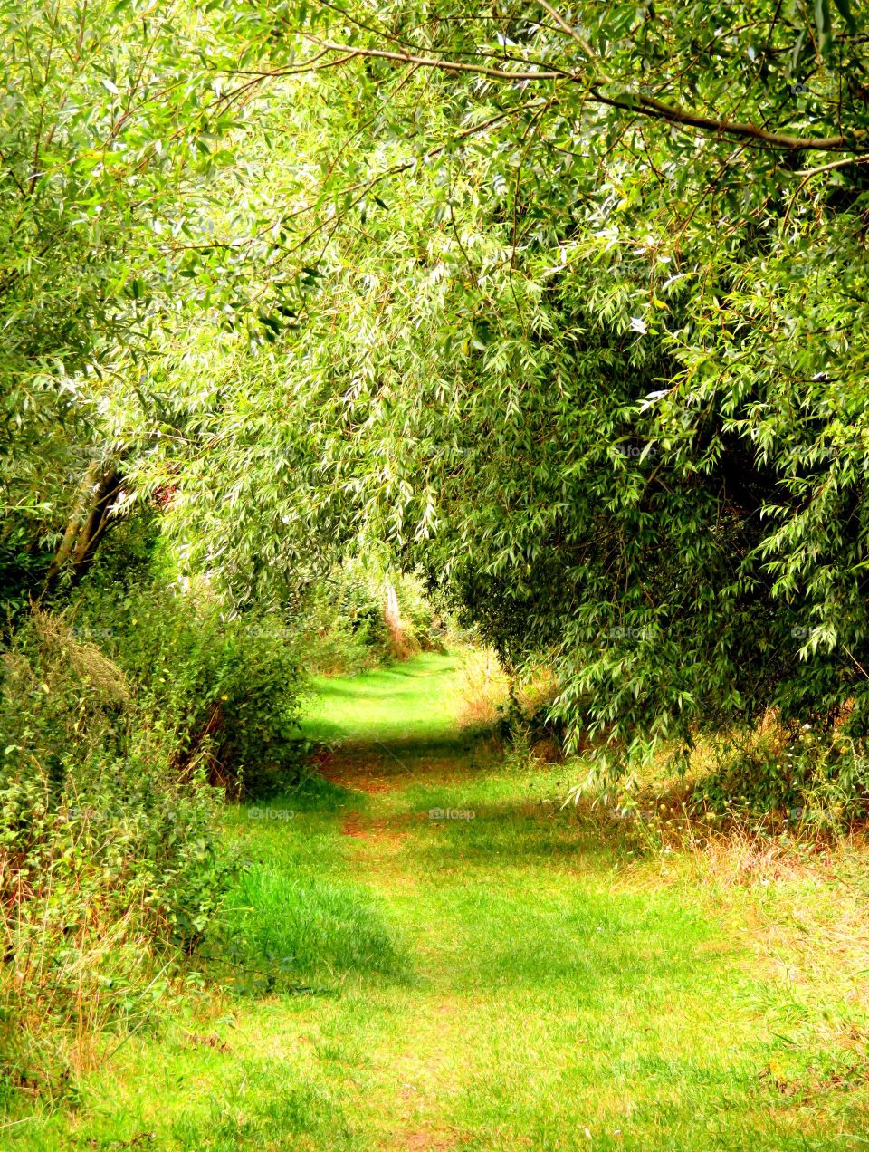 Street amidst trees in forest