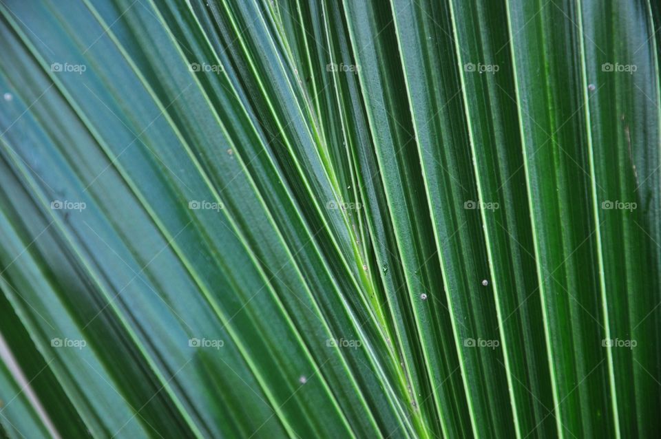 Young coconut leaf texture. Coconut leaf background.