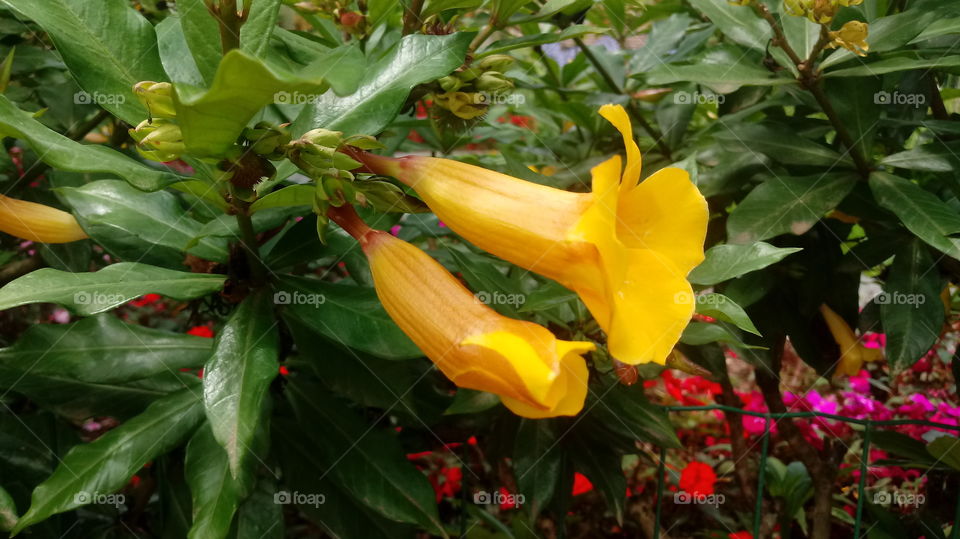 NATURE BOTANICAL PLANTS FLOWER GARDEN ENVIRONMENT GELB