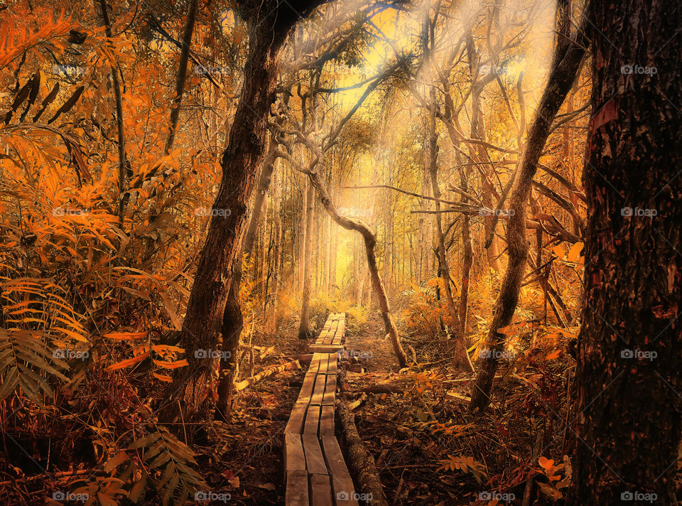 forest at mutiara beach