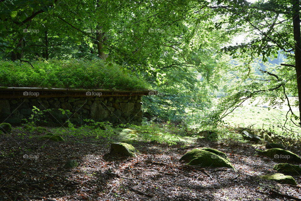 Moss covered rock in forest