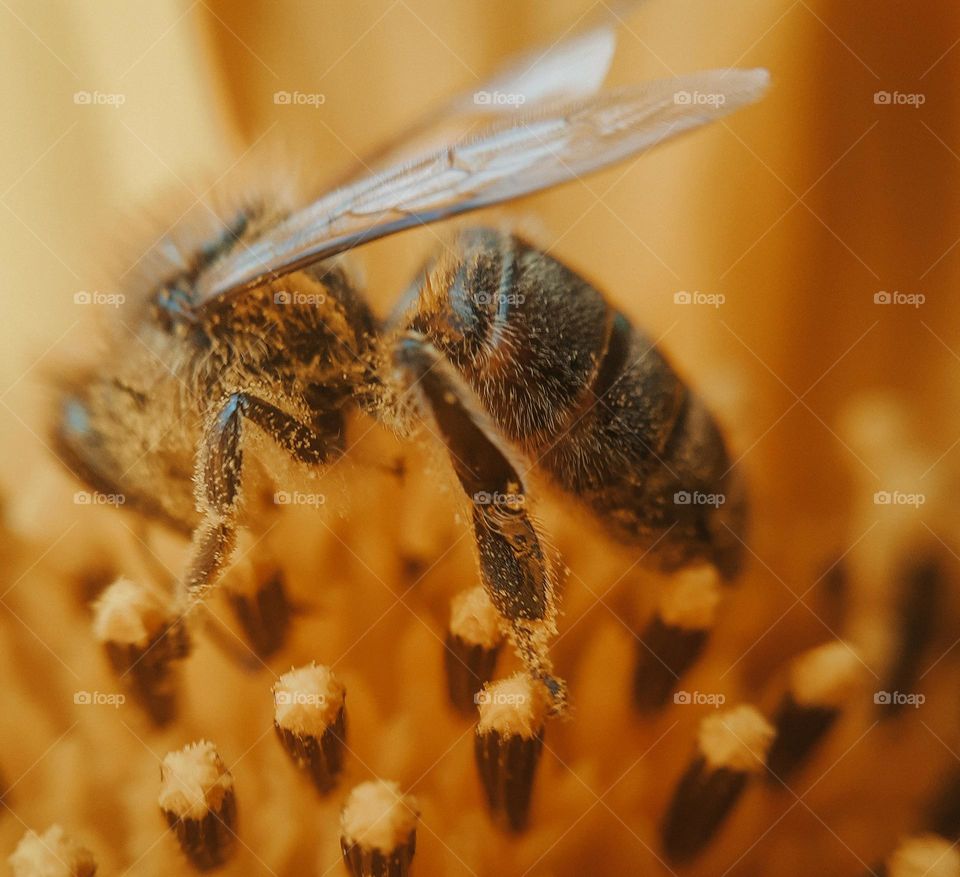 Ukrainian bee