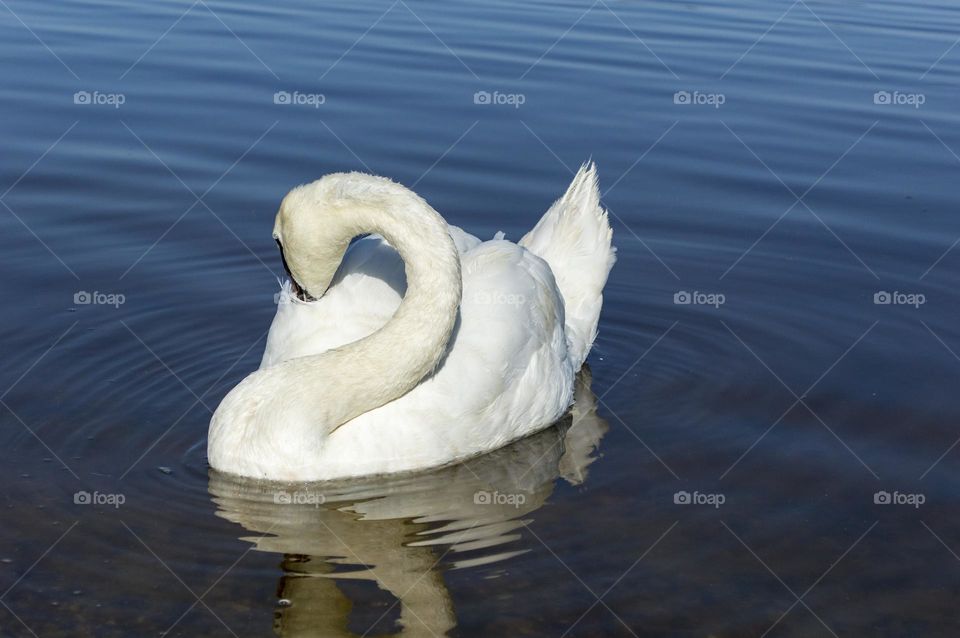 Swan