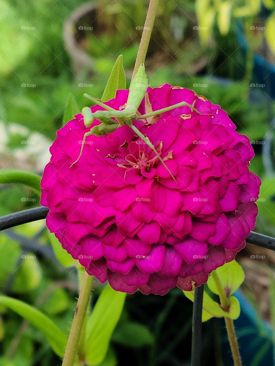 praying mantis on a zinnia