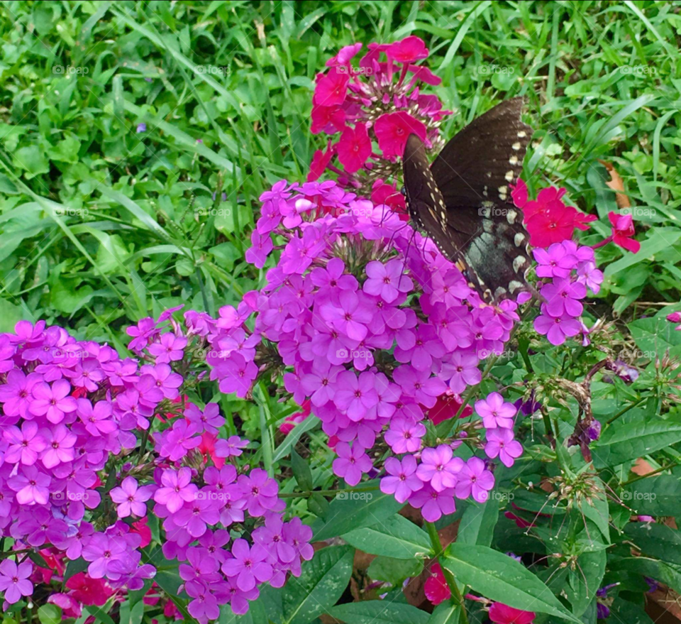 butterfly on a flower.