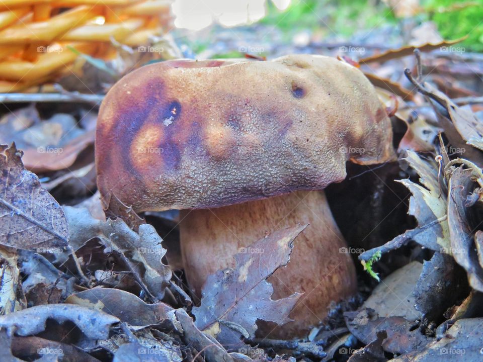 close up of Boletus aereus - Edible mushroom from Sardinia - ITALY