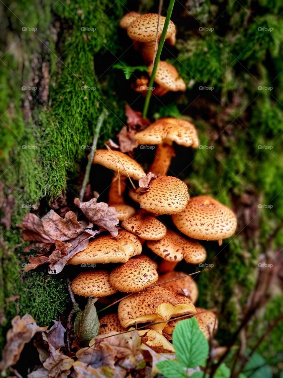 A Cluster of Golden Mushrooms
