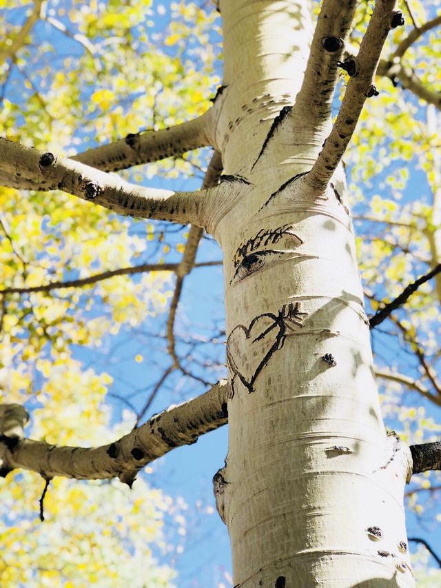 Aspen Art
