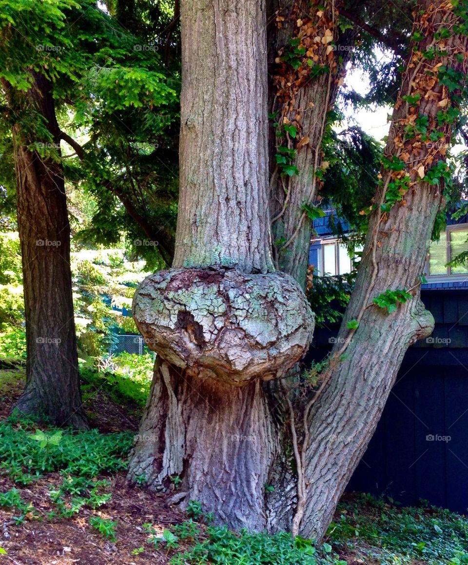 The tree alien. 