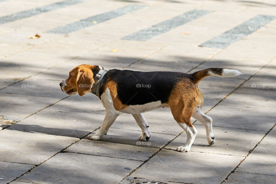 Beagle