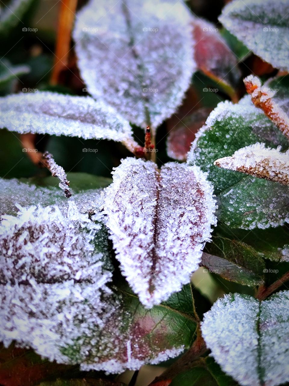 When nature falls asleep.