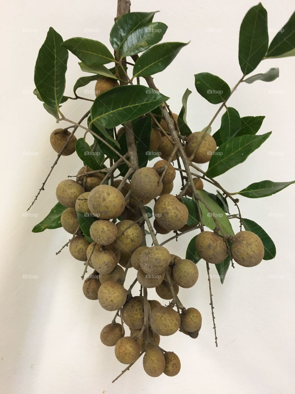   Fruit Longan