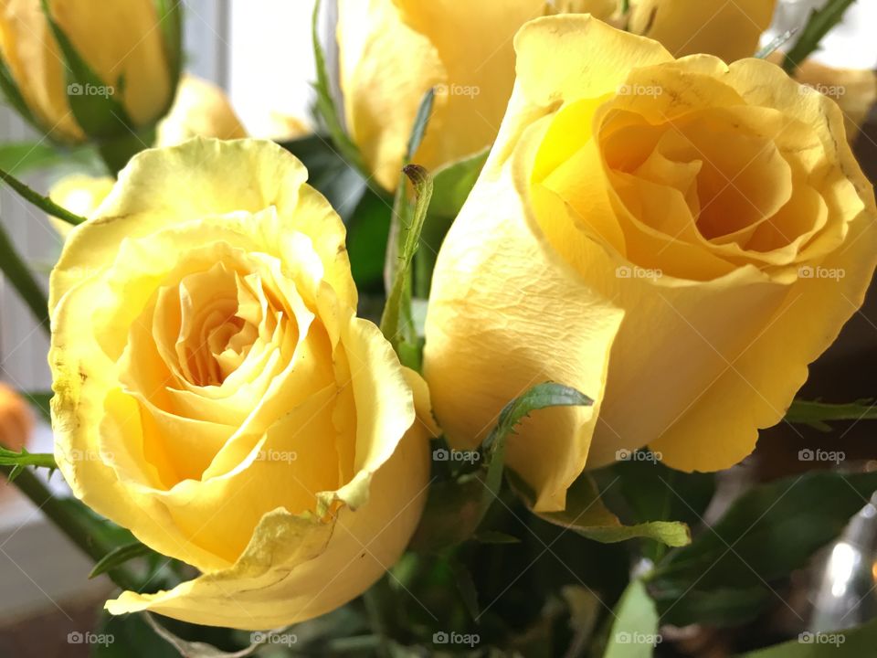 Roses by the window