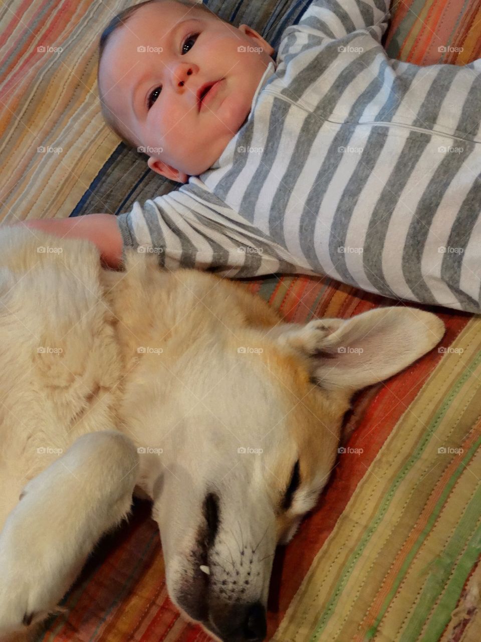 Baby Girl With Family Dog