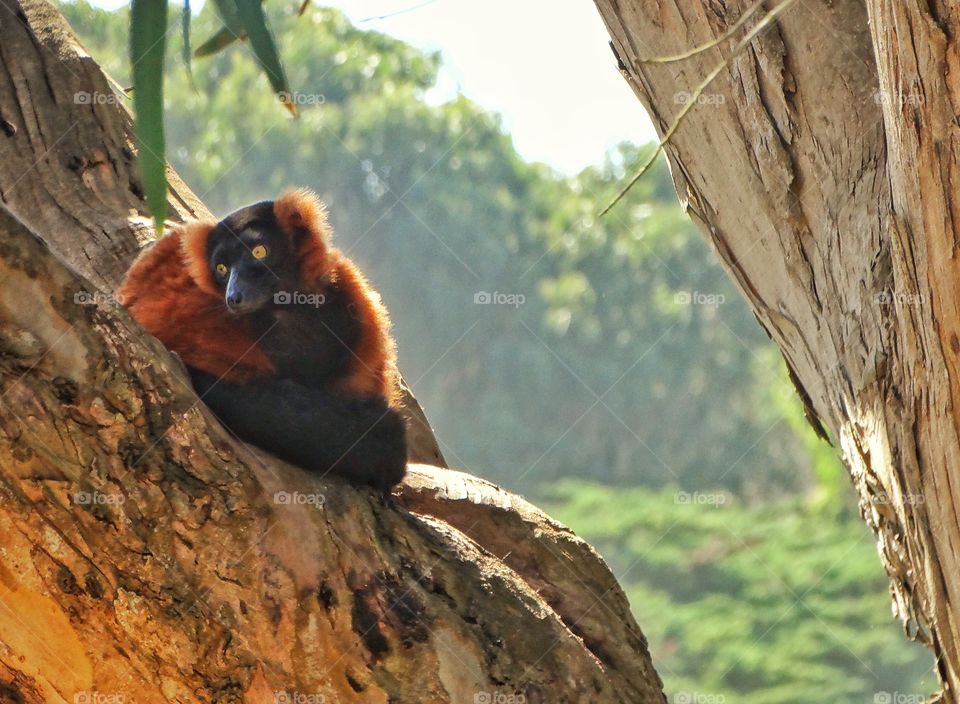 Lemur Hiding In A Tree
