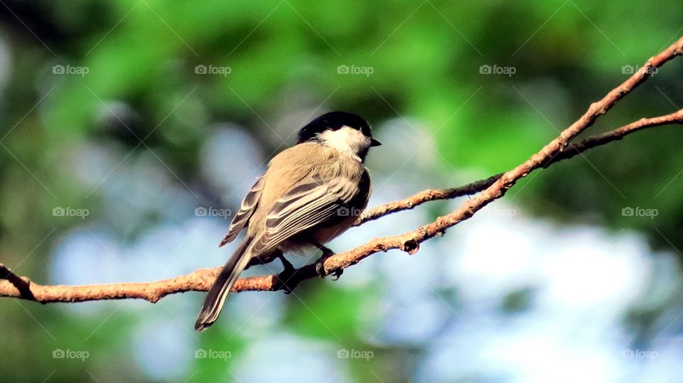 Chickadee on a branch