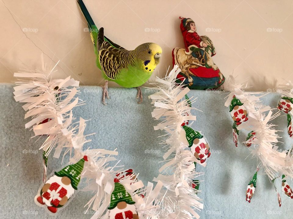 Looking cute Coco / My parquet 🦜 