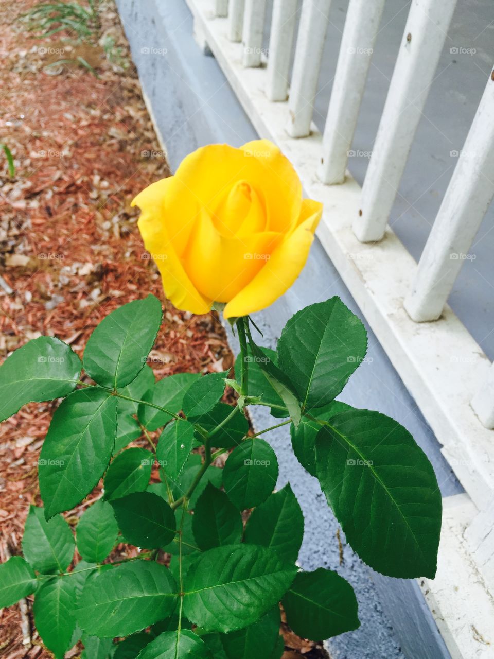 Our Friend, The Rose