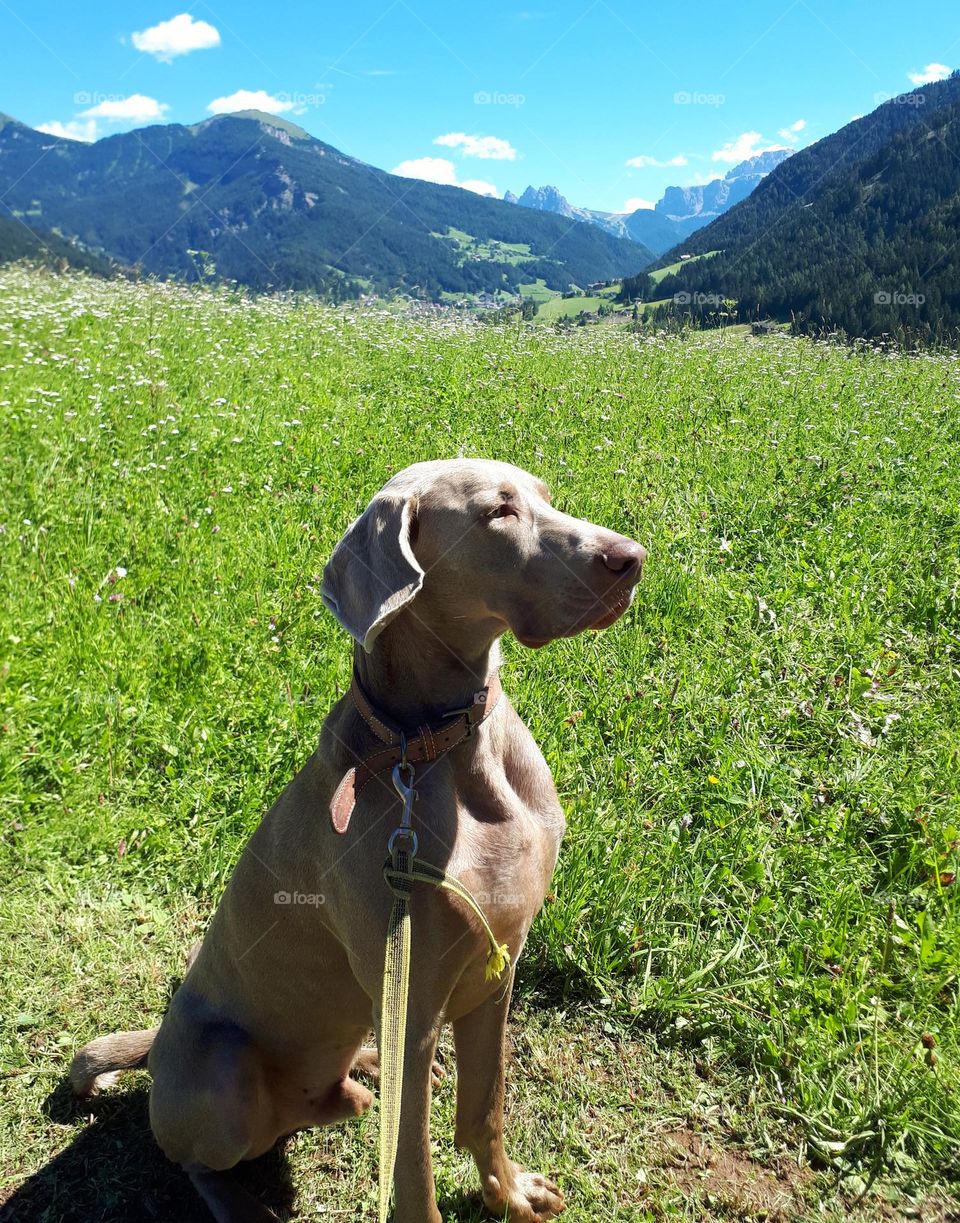 A Weimaraner sitting on a mountain meadow in front of the Dolomites in the Grödner Valley