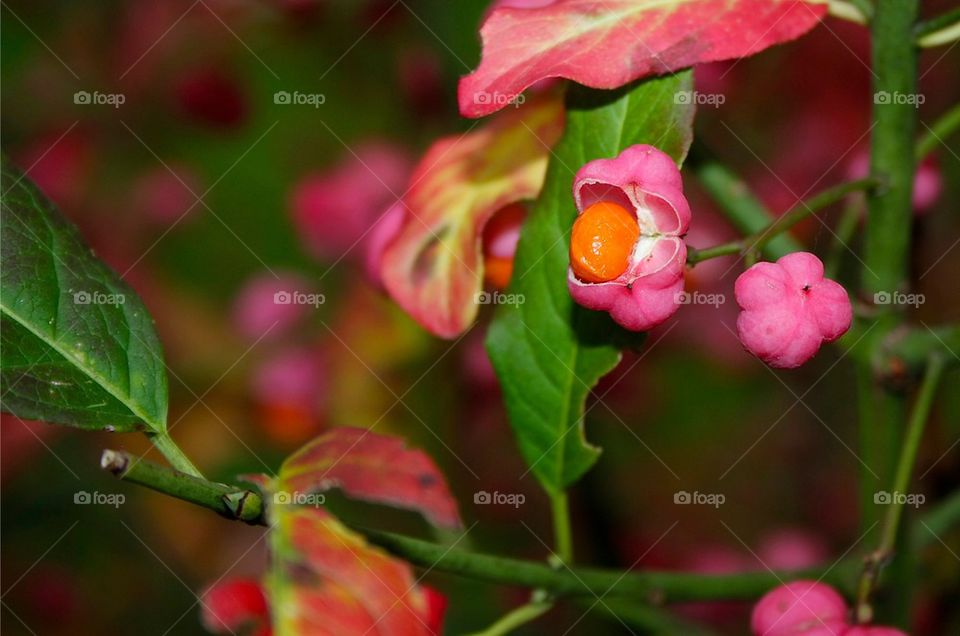 High angle view of pink flower