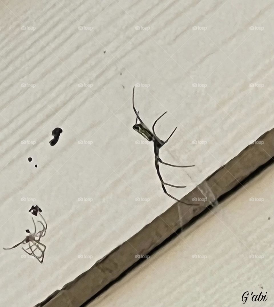 Spider lovers  dream