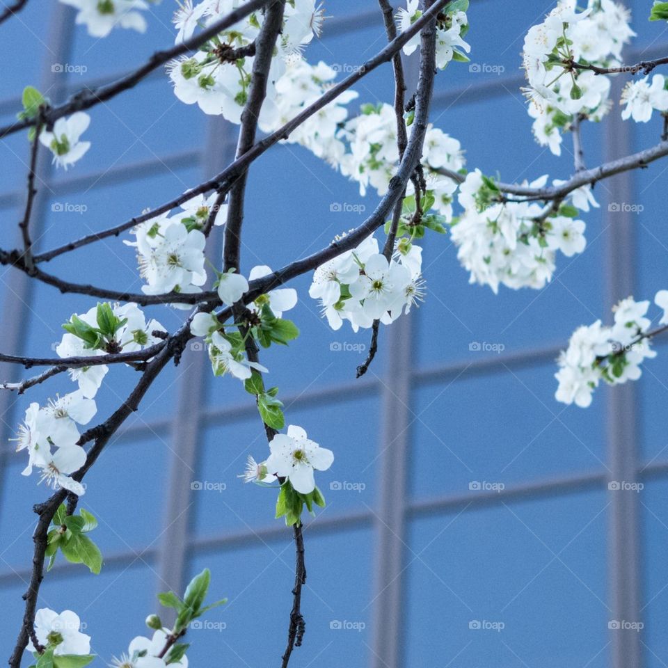 City blossoms