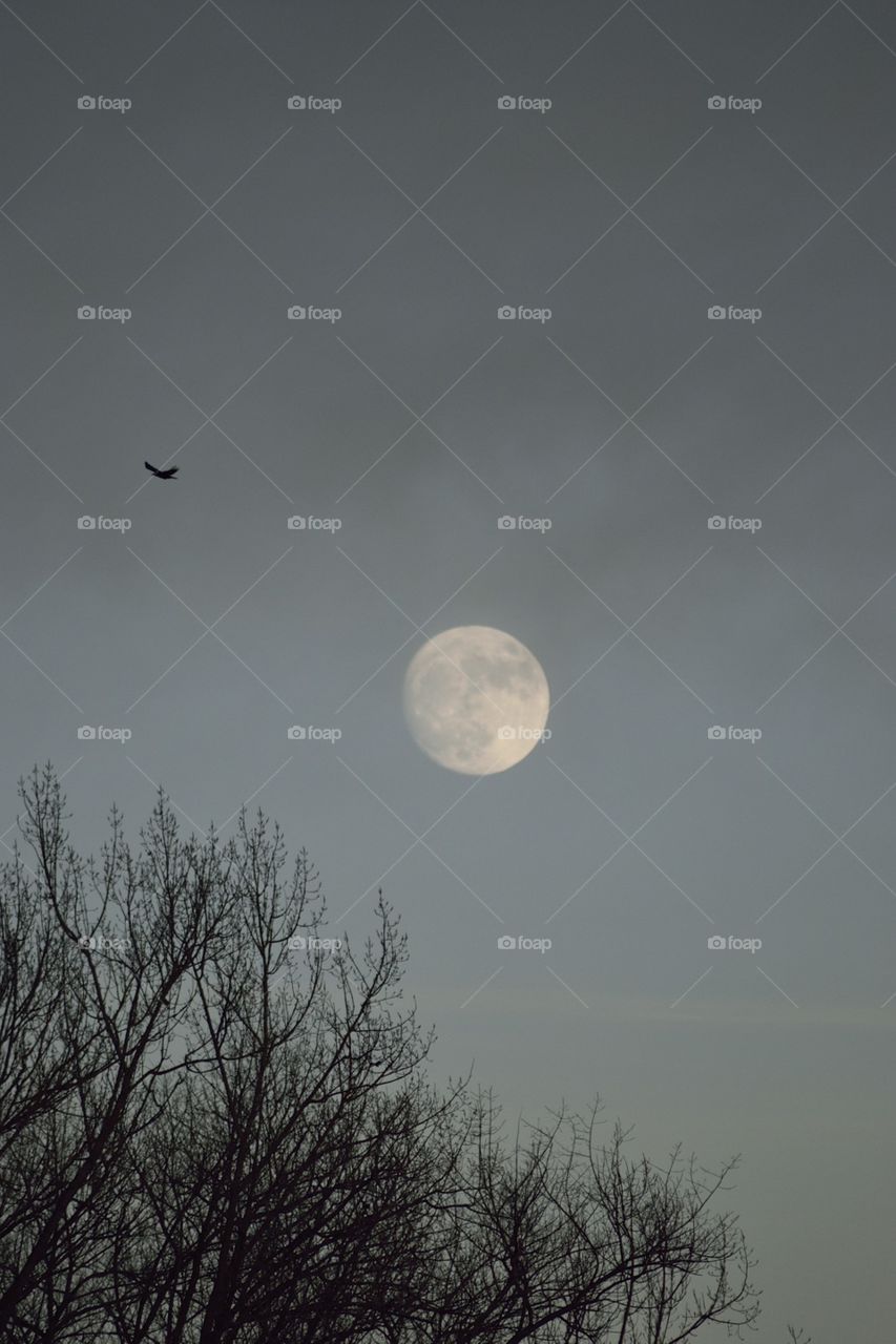 Gothic moon. A bird flying in front of the full moon in a violett sky.