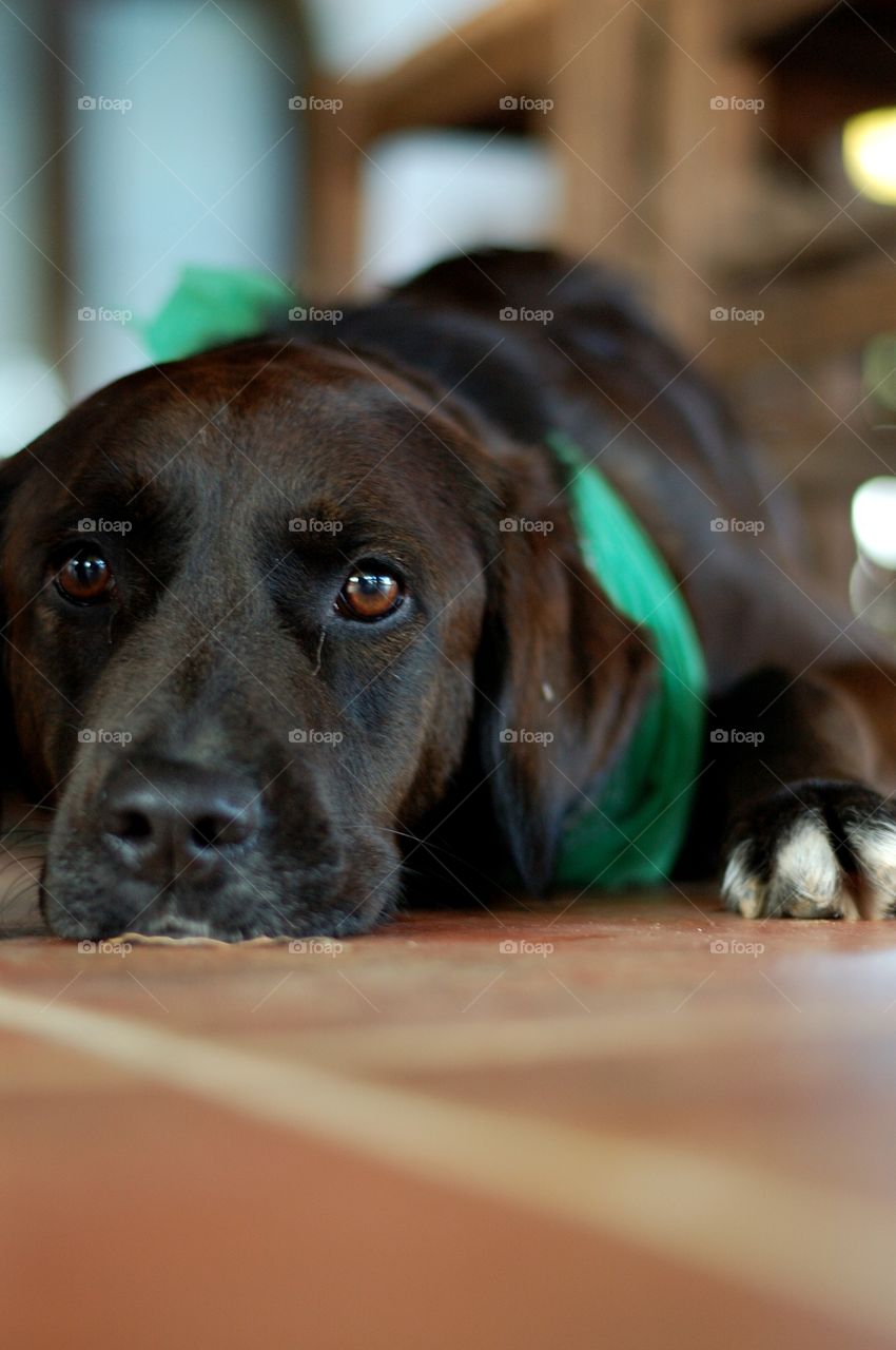 Black labrador lying down and looking at camera