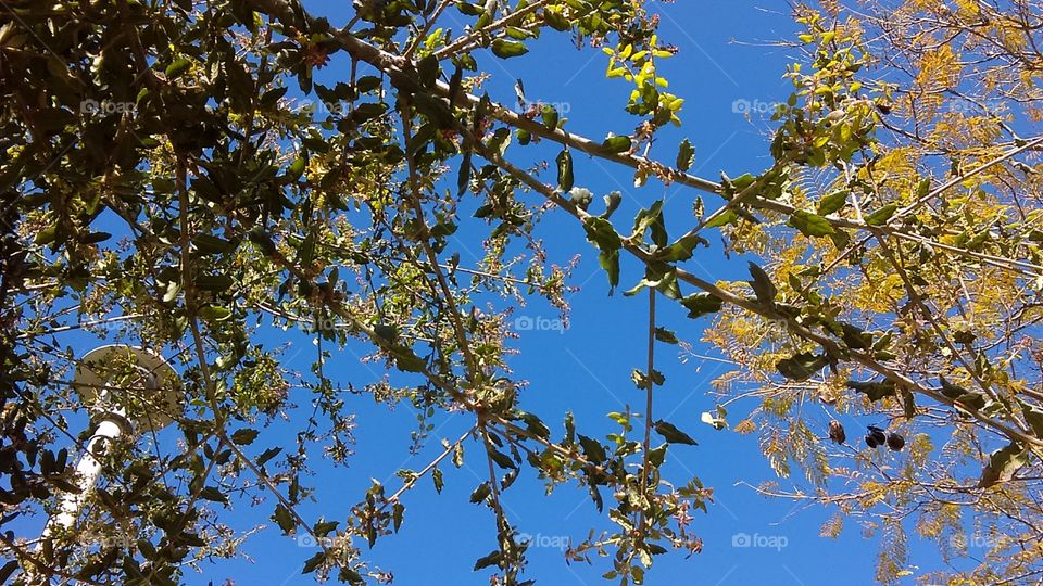 New Spring Leaves Against the Blue San Diego Skies