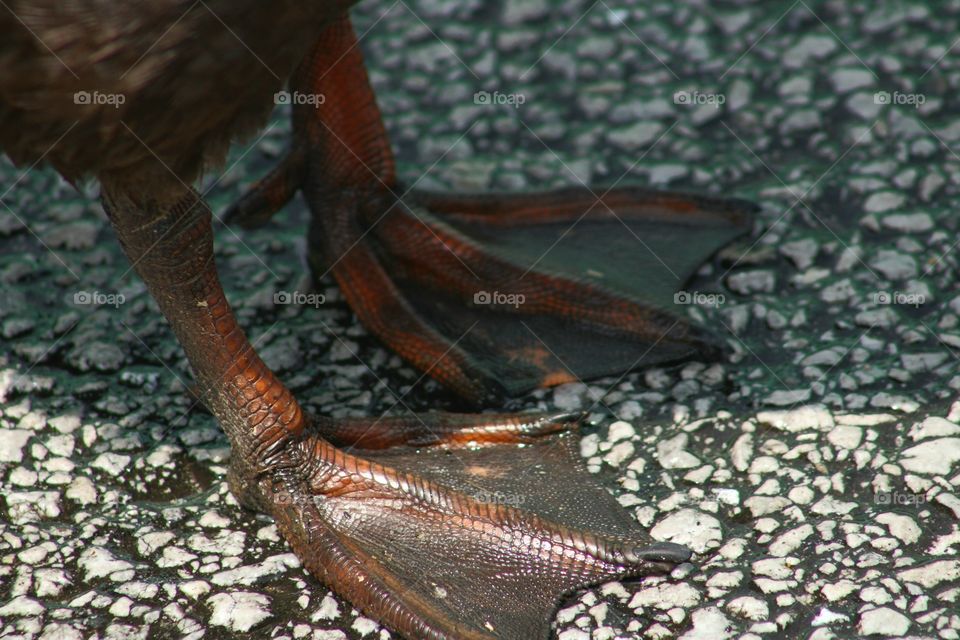 Natural born Flippers