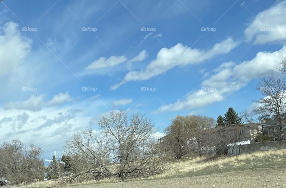 This bush is bare and brown now, but spring is here and soon will be full of green leaves