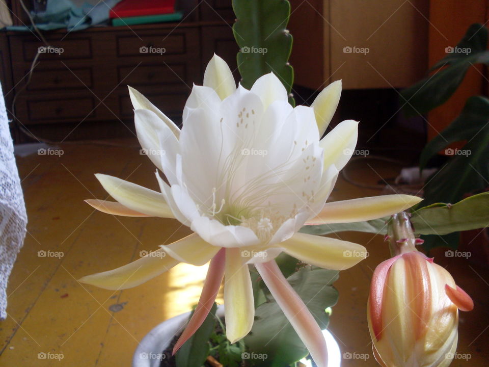 biały kwiat pustyni