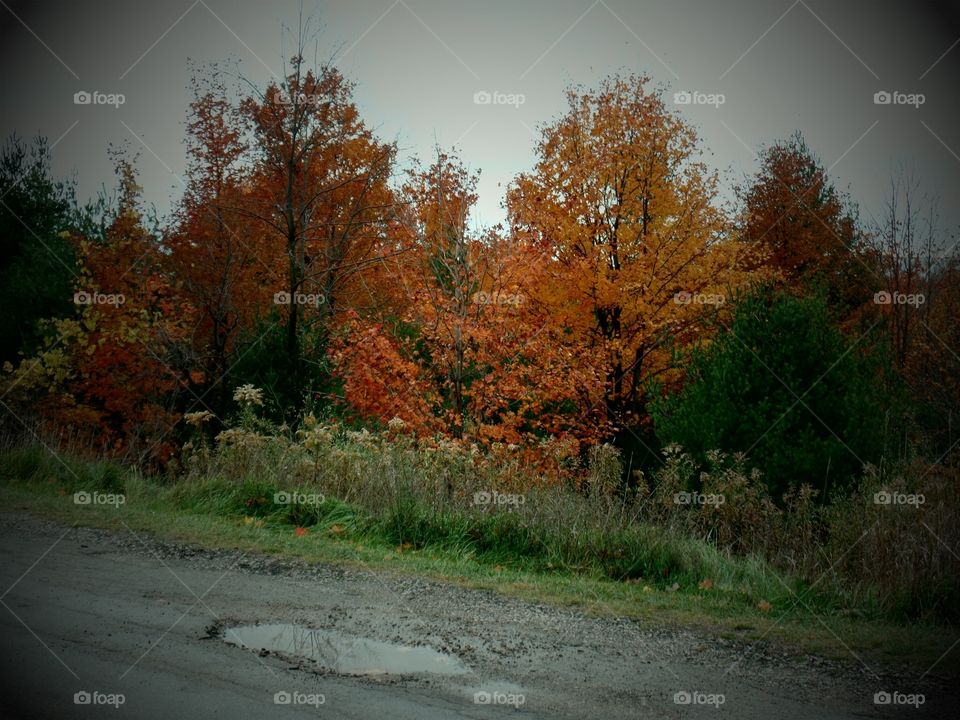 Northern Michigan 