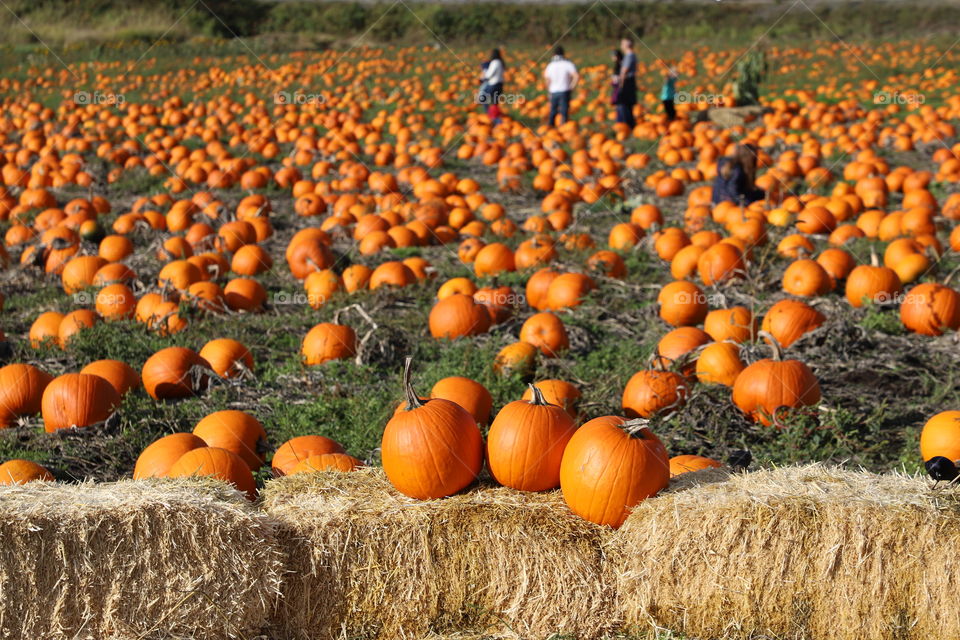 Harvesting pumpkins from the field 
