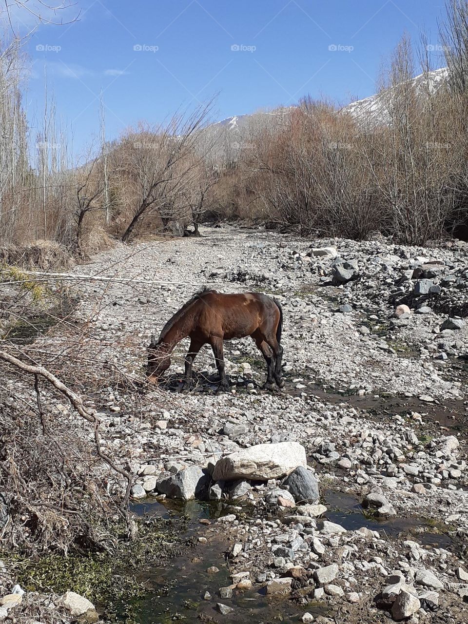 zona rural y caballo libre