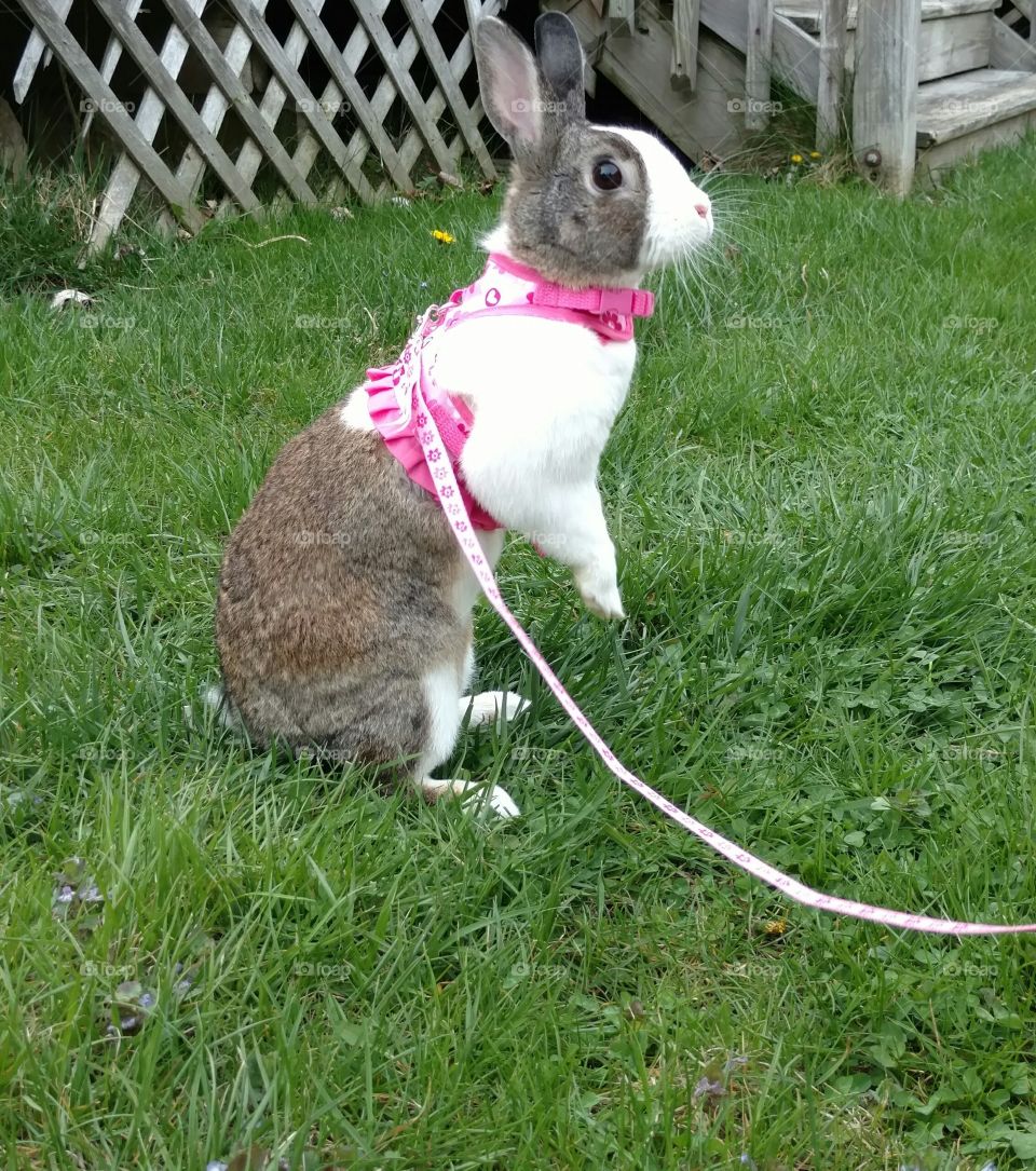 standing bunny