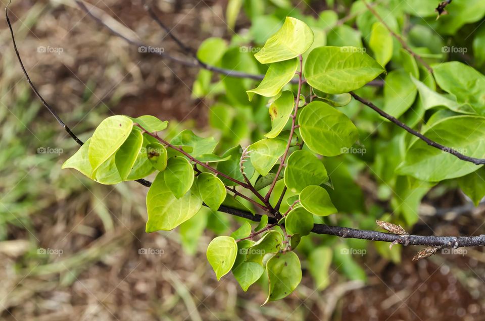 Star Fruit Plant Leaves