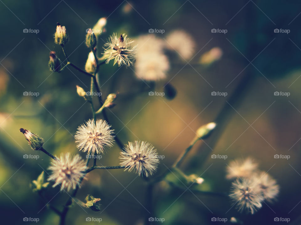 Floral photography - Dandelion - retro style