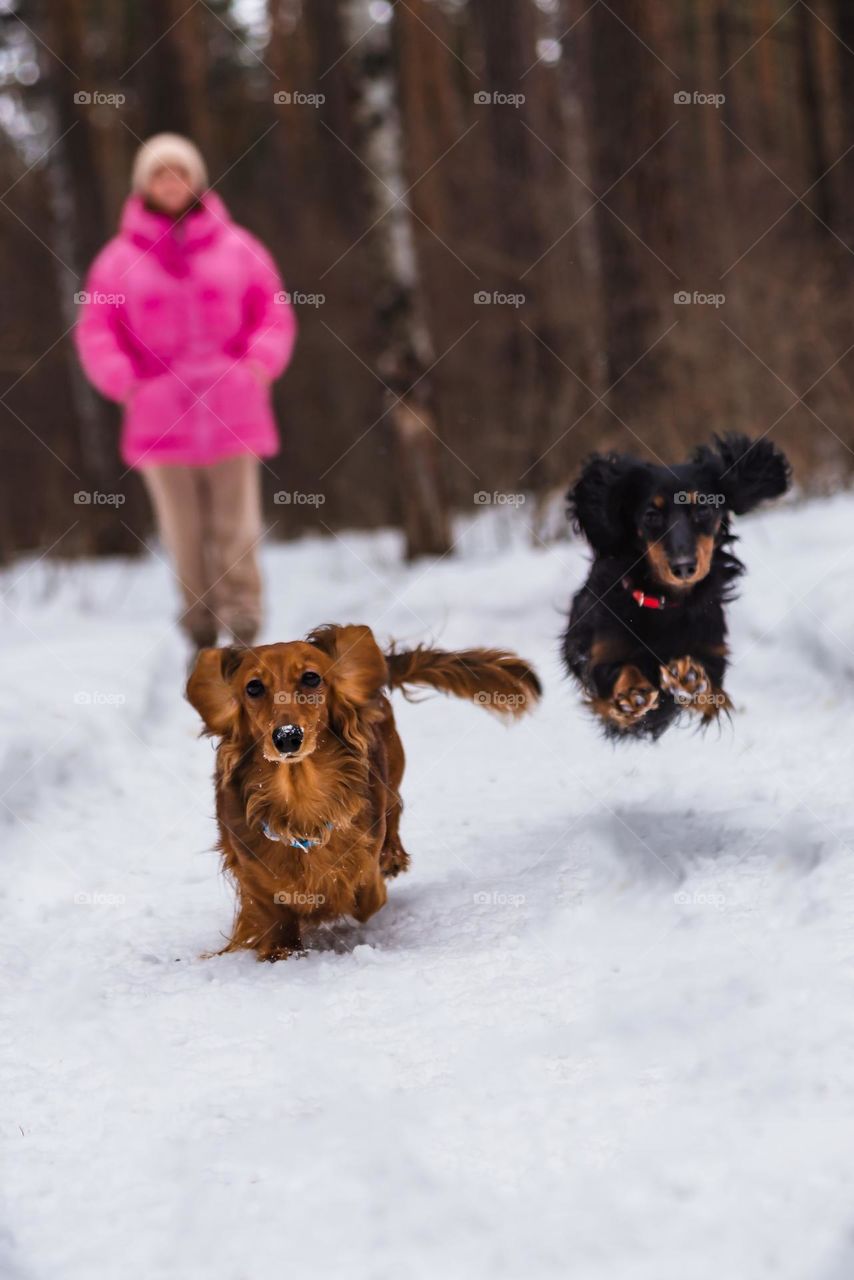 Woman walking with dog in winter park 