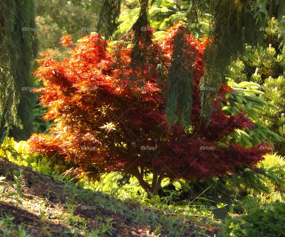 Red tree