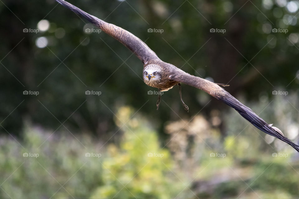 A portrait of a flying bird of prey looking straight into the camera. the buzzard has its wings wide open and is soaring through the air.