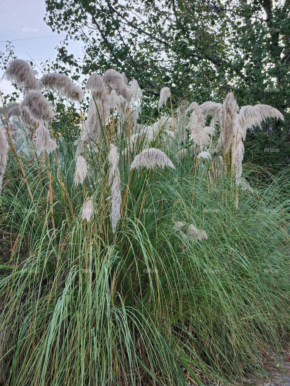 Pampas Grass