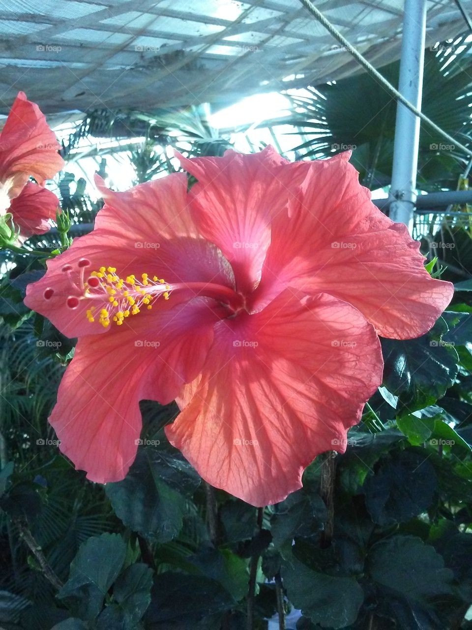 Hibiscus flower