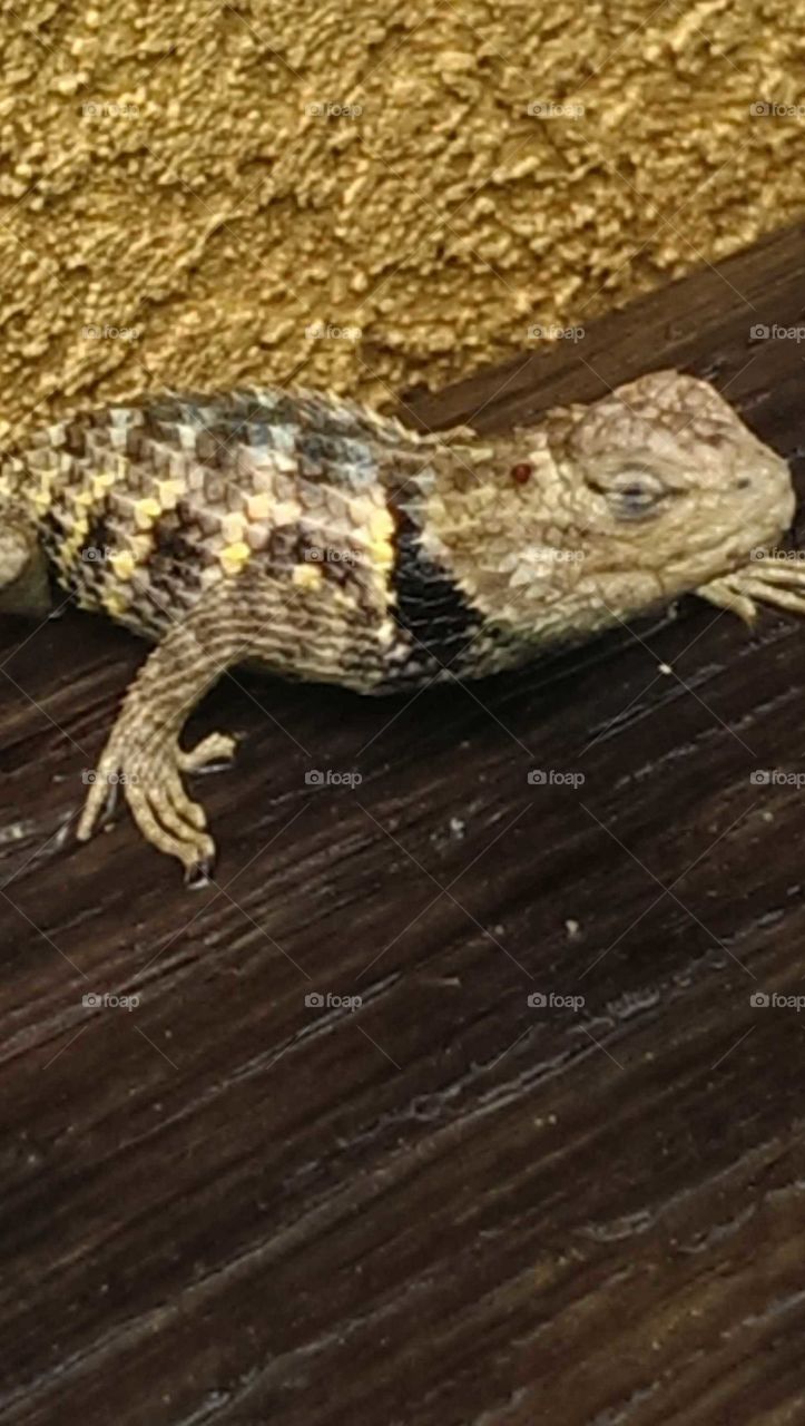 a close up of a lizard outside of our house