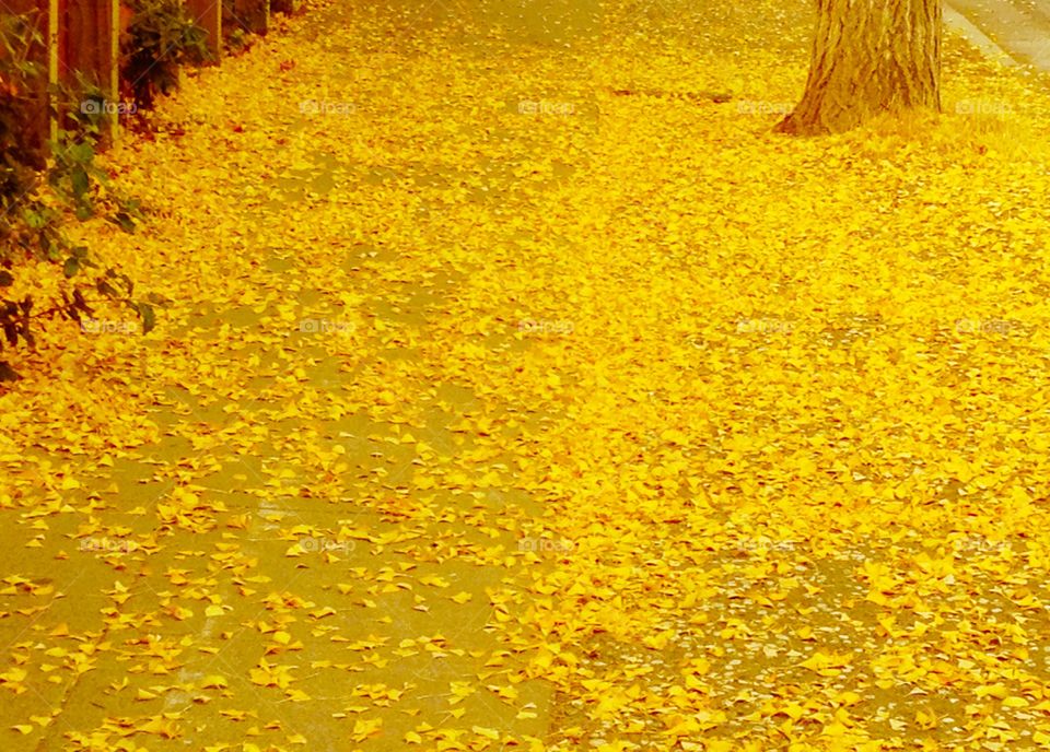 Autumn ginkgo leaves on sidewalk