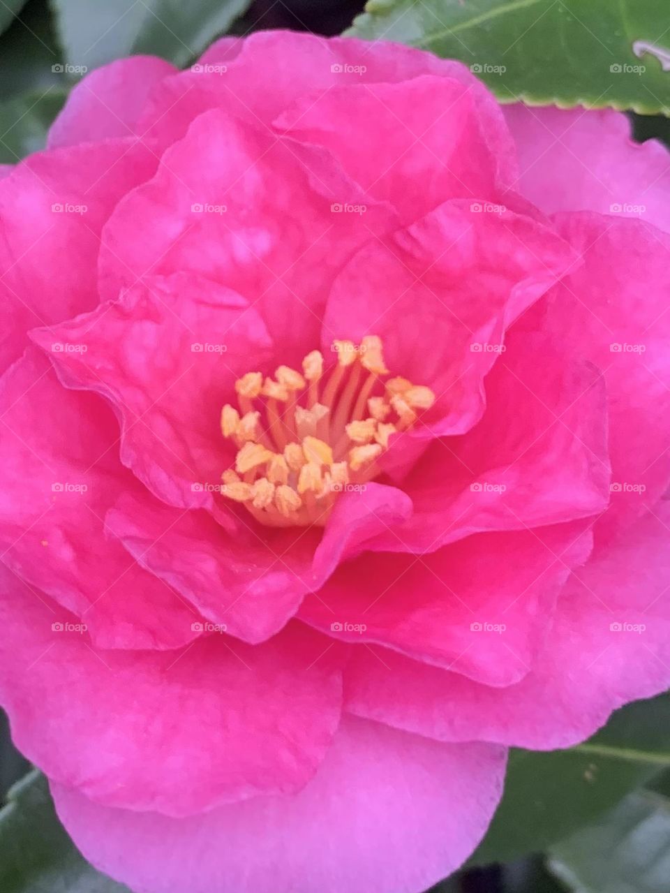 Camellia 